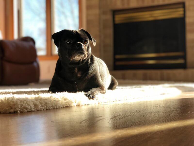We have provided some tips on keeping your home clean while having pets in it.